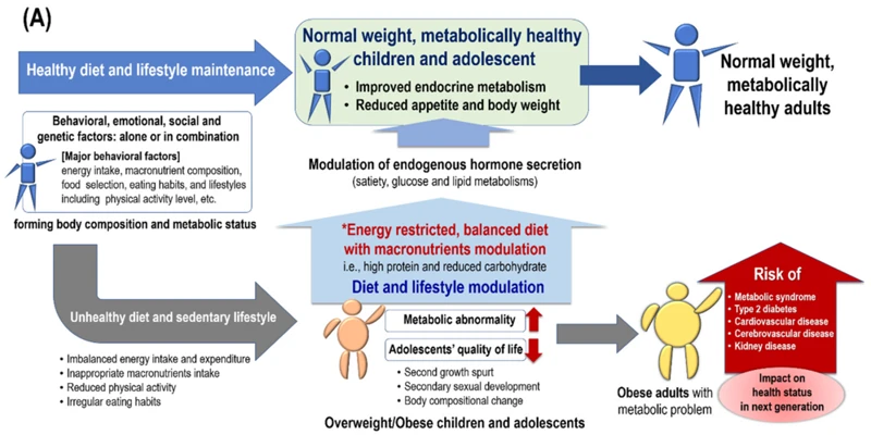 Effects Of Imbalanced Macronutrient Intake