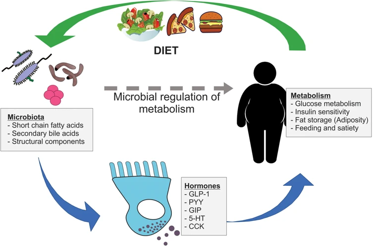 Gut Microbiome And Energy Levels