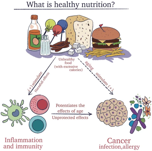 How Diet Impacts The Immune System