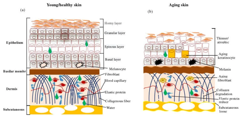 How Does Diet Affect Skin Health?