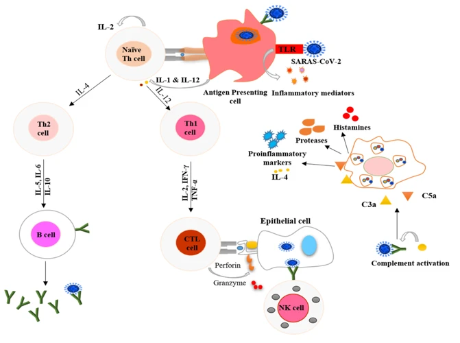 Minerals And Their Role In Immunity