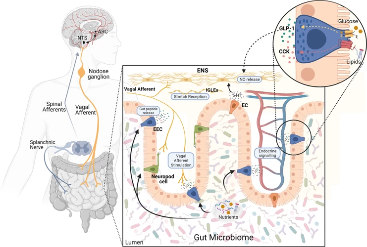 The Gut-Brain Connection