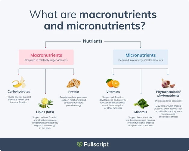 The Role Of Macronutrients In Energy Production