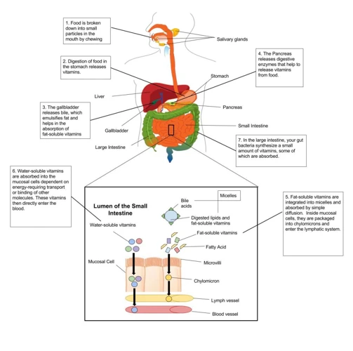 Types Of Vitamins