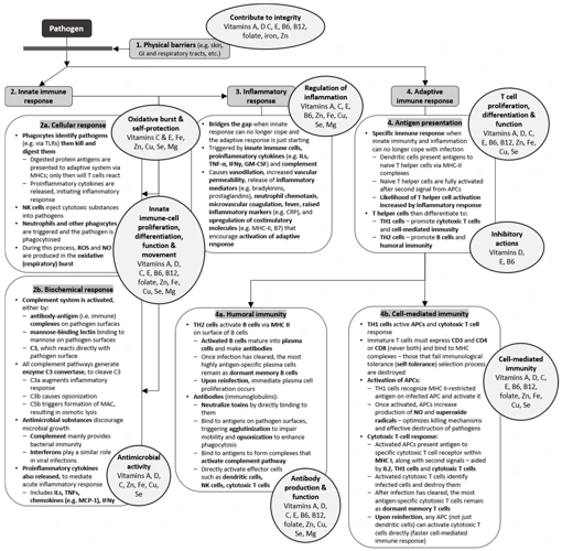 Vitamins And Their Role In Immunity