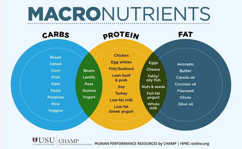 What Are Macronutrients